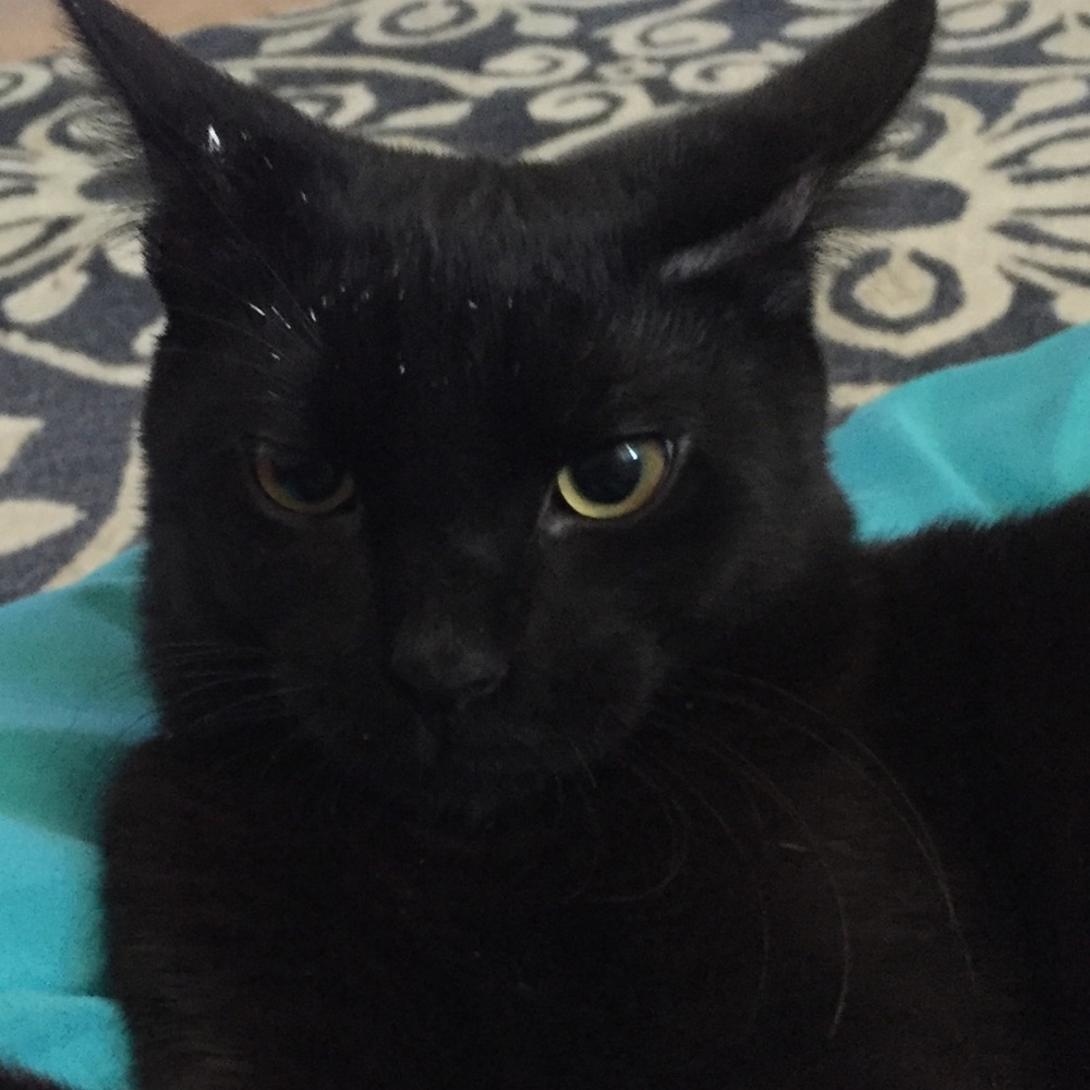 Meet your Posher, Ashley